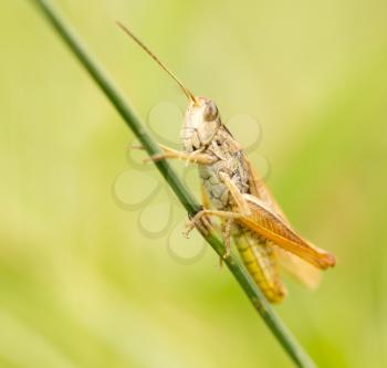 grasshopper in nature. close