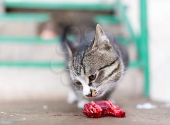 cat eats red meat in nature