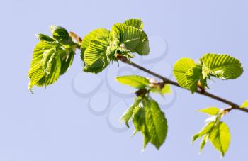 young leaves on a tree branch in nature