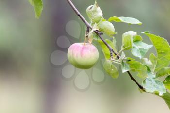 apple on tree in nature