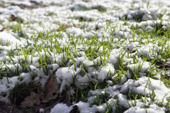 snow on the green grass in nature