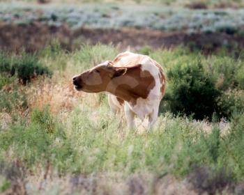 cow grazing in a pasture