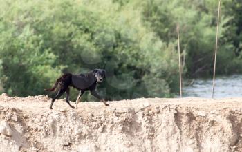 black dog on the nature