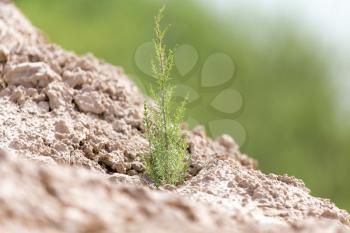 green plant in dry soil in nature