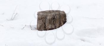 old tree stump in snow in winter