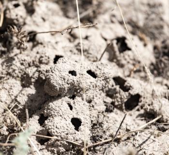 termite holes in the ground