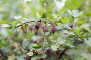 ripe berry gooseberry outdoors