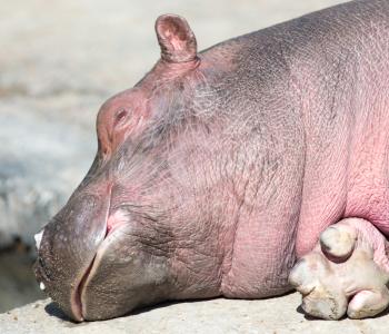 Sleep hippopotamus in the zoo