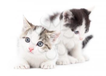 Two small kitten on a white background