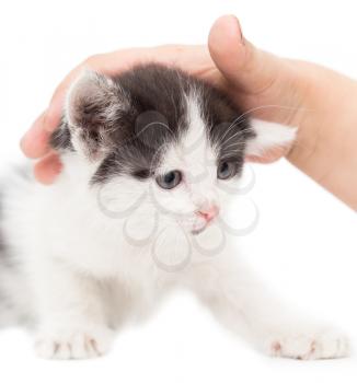 weasel kitten hand on a white background