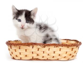 kitten in a basket on a white background