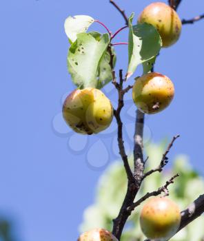 ripe apricots on the tree in nature