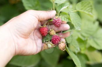 ripe raspberries in hand on nature