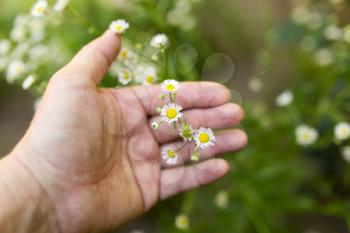 small daisies in hand on nature