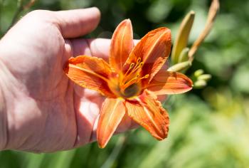 orange flower in hand on nature