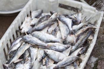 salted fish in brine as background
