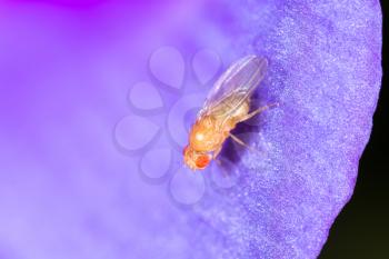 fly on a blue flower