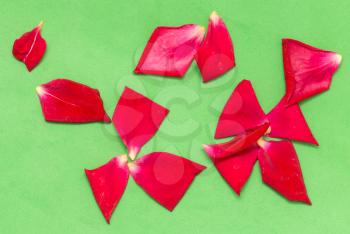 red rose petals on a green background
