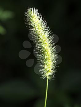 Green ear of grass on nature