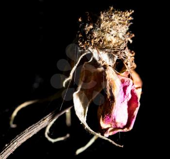 dry rose on the nature
