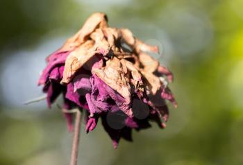 dry rose on the nature
