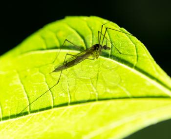 large mosquito on a green leaf