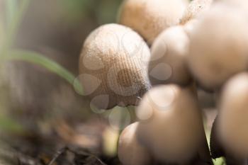 inedible mushrooms in nature