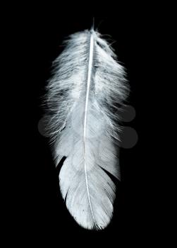 white feather on a black background
