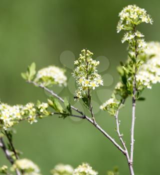 white flowers on a branch of a bush