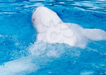 white dolphin in the pool