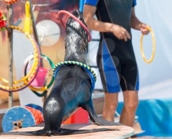 Fur Seal in circus
