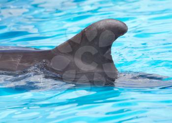 fin dolphin in the pool