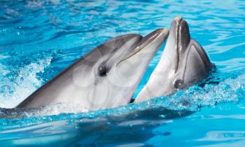 two dolphins dancing in the pool
