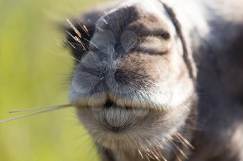 mouth of a camel