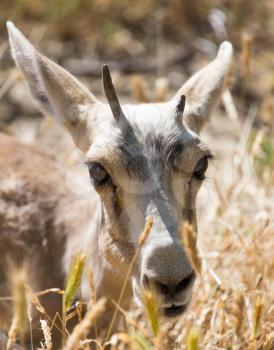 antelope in the dry grass in nature
