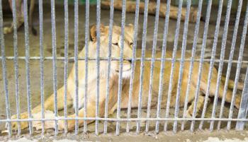 lion behind a fence in zoo