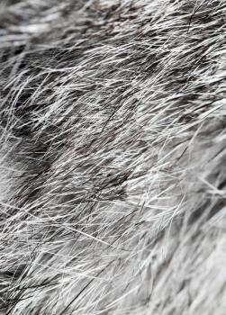 Gray rabbit fur as background