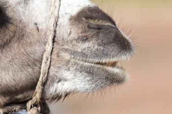 mouth of a camel