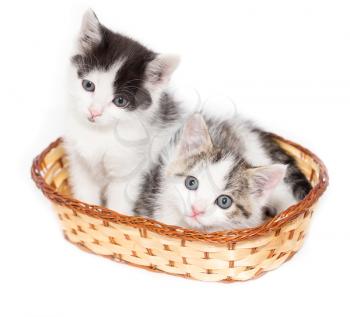 two kittens in a basket on a white background