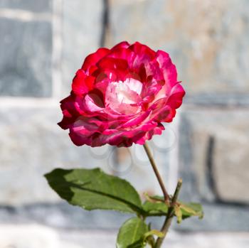 beautiful rose on nature