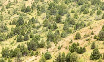 coniferous trees on the mountain slopes
