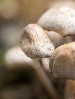 inedible mushrooms in nature