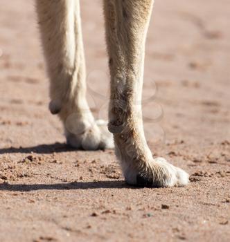 dog paws in the sand
