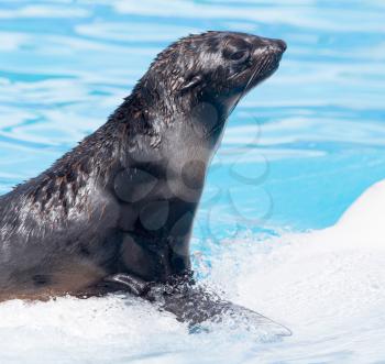 fur seal on a white dolphin in the pool