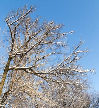 snow on the bare branches of a tree against the blue sky