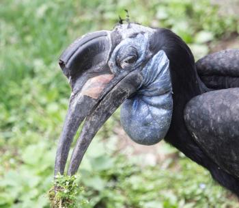 hornbill portrait in a park on the nature