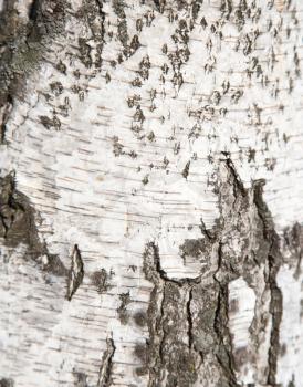 birch trunk as background