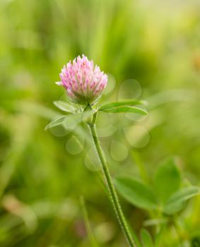 Red clover flower in nature