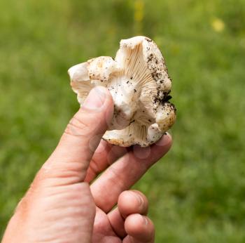 edible mushroom in hand on nature