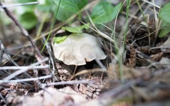 edible mushroom in nature